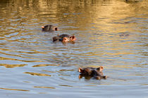 Flusspferde (Hippopotamus amphibius) von Ralph Patzel