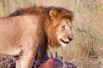 Löwe (Panthera leo) am Riss von Ralph Patzel