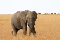 Afrikanischer Elefant (Loxodonta africana) von Ralph Patzel