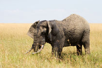 Afrikanischer Elefant (Loxodonta africana) von Ralph Patzel
