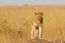 Löwe (Panthera leo) von Ralph Patzel