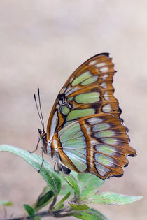 Butterfly by Ralph Patzel
