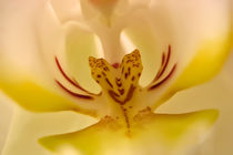 Orchidee by Klaus Dolle