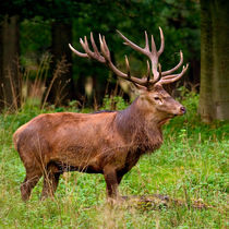 Red Deer Stag Posing by Keld Bach