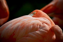 Flamingo's Riddle von Miguel Costa