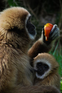 White-handed gibbon by Miguel Costa