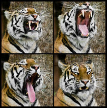 Sumatran Tiger von Miguel Costa