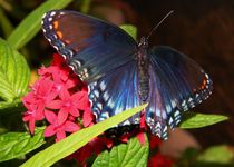 Red Spotted Purple by Warren Thompson