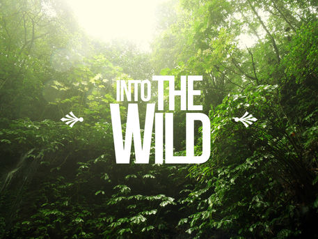 Into-the-wild
