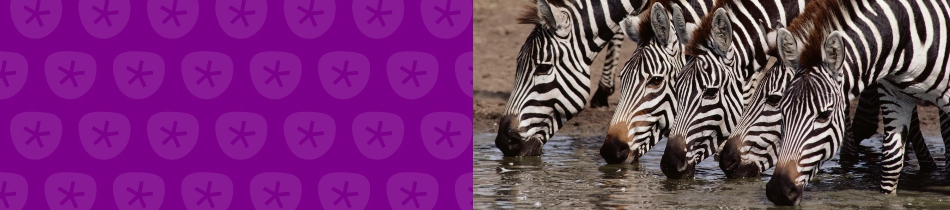 Banner_zebras