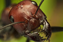 Portrait-of-ant