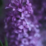 Purple-lilac-flower