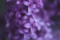 Purple-lilac-flower