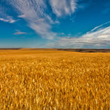 071311-palouse-wheat-field-hdr-00