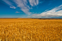 071311-palouse-wheat-field-hdr-00